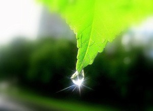 eco